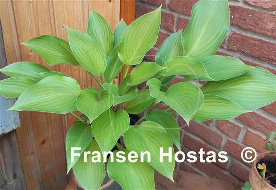 Hosta Violetta